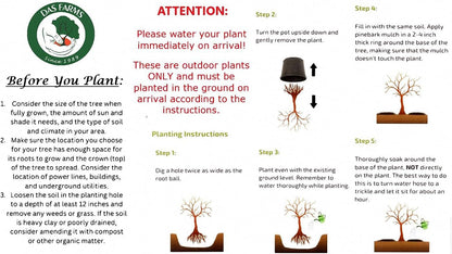 3 Gala Apple Tree - Grow Fresh Fruit - Live Plant Shipped Feet Tall by DAS Farms