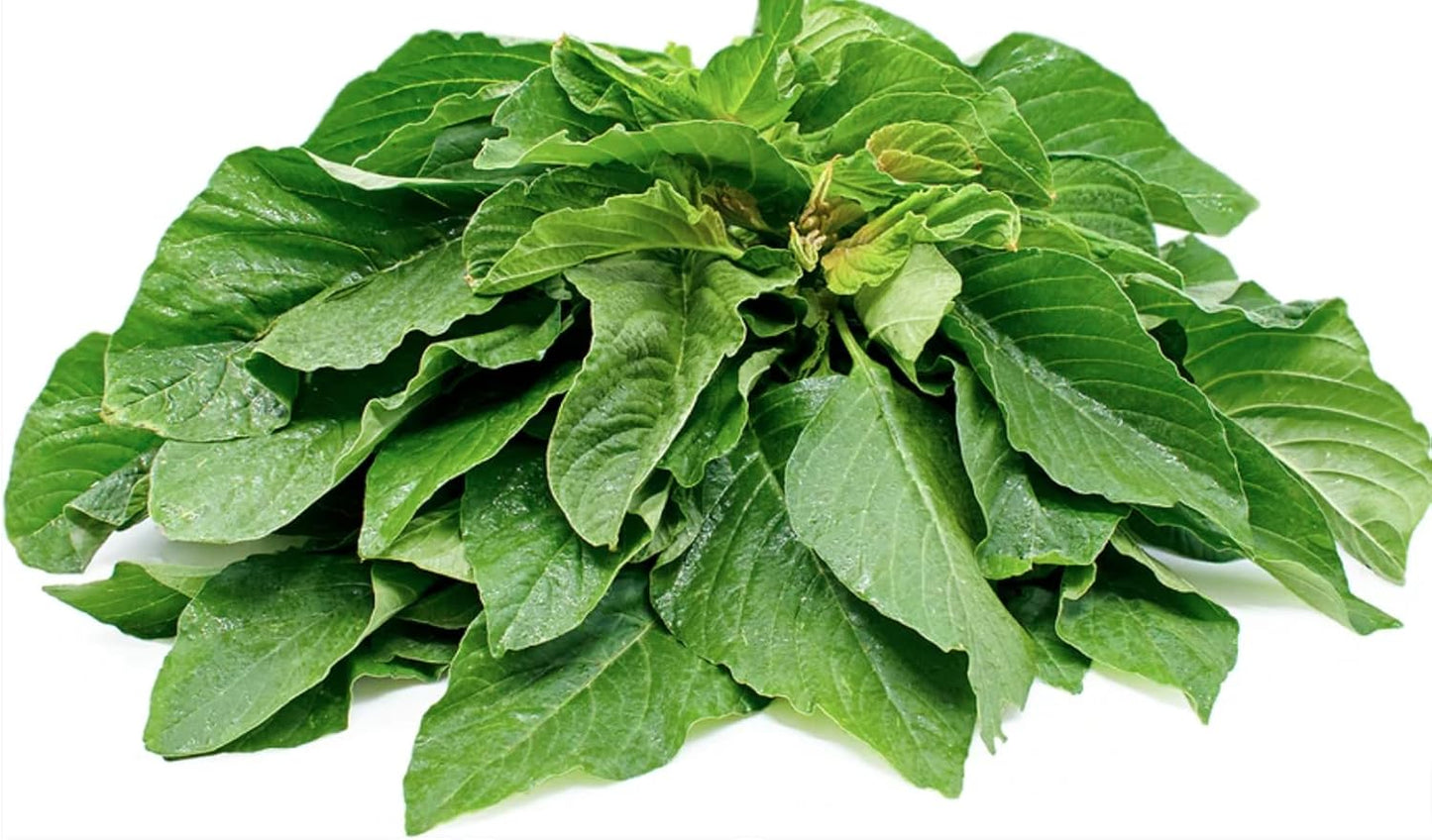 Liliana's Garden Green Leaf Amaranth Seeds Mild Chinese Spinach aka Xian Cai Amaranthus mangostanus Lu Hsien | Never