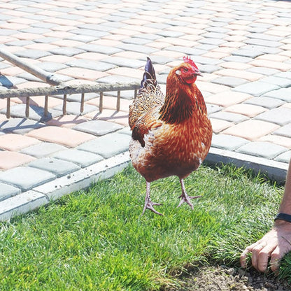2Pcs Happyyami Acrylic Chicken Yard Art - Decorative Hen Lawn Stakes for Garden Decoration, Outdoor Decor for Patio