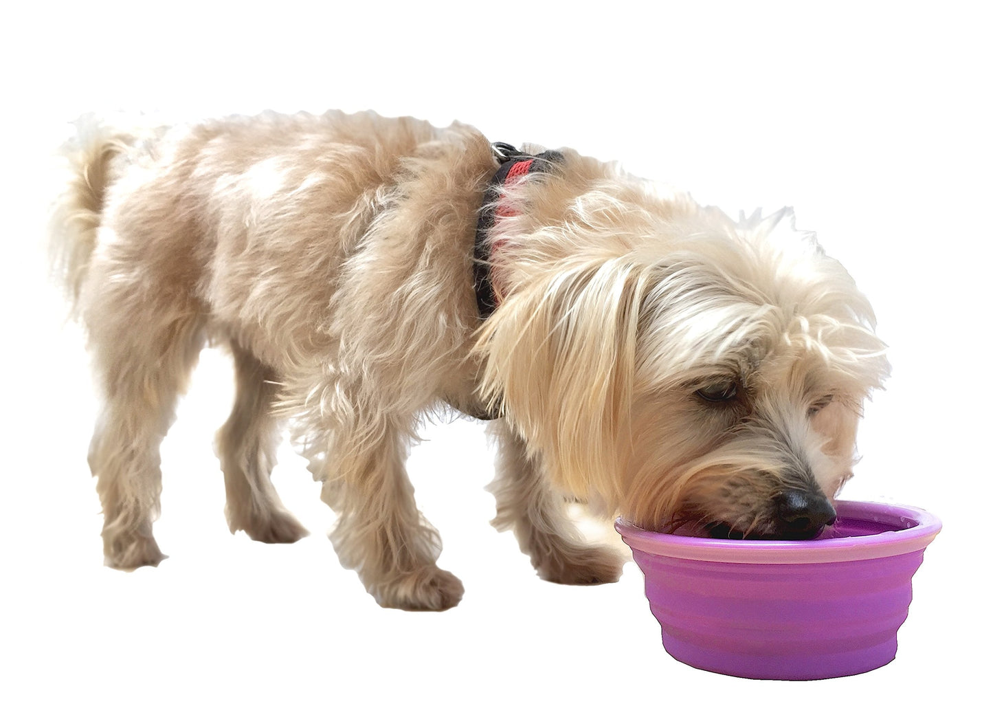 Sale Collapsible Silicone Water Travel Bowl with Clip for Dog and Cat, Portable and Durable Pop-up Feeder for Convenient On-The-go Feeding Size: Large (5 Cups) Grey