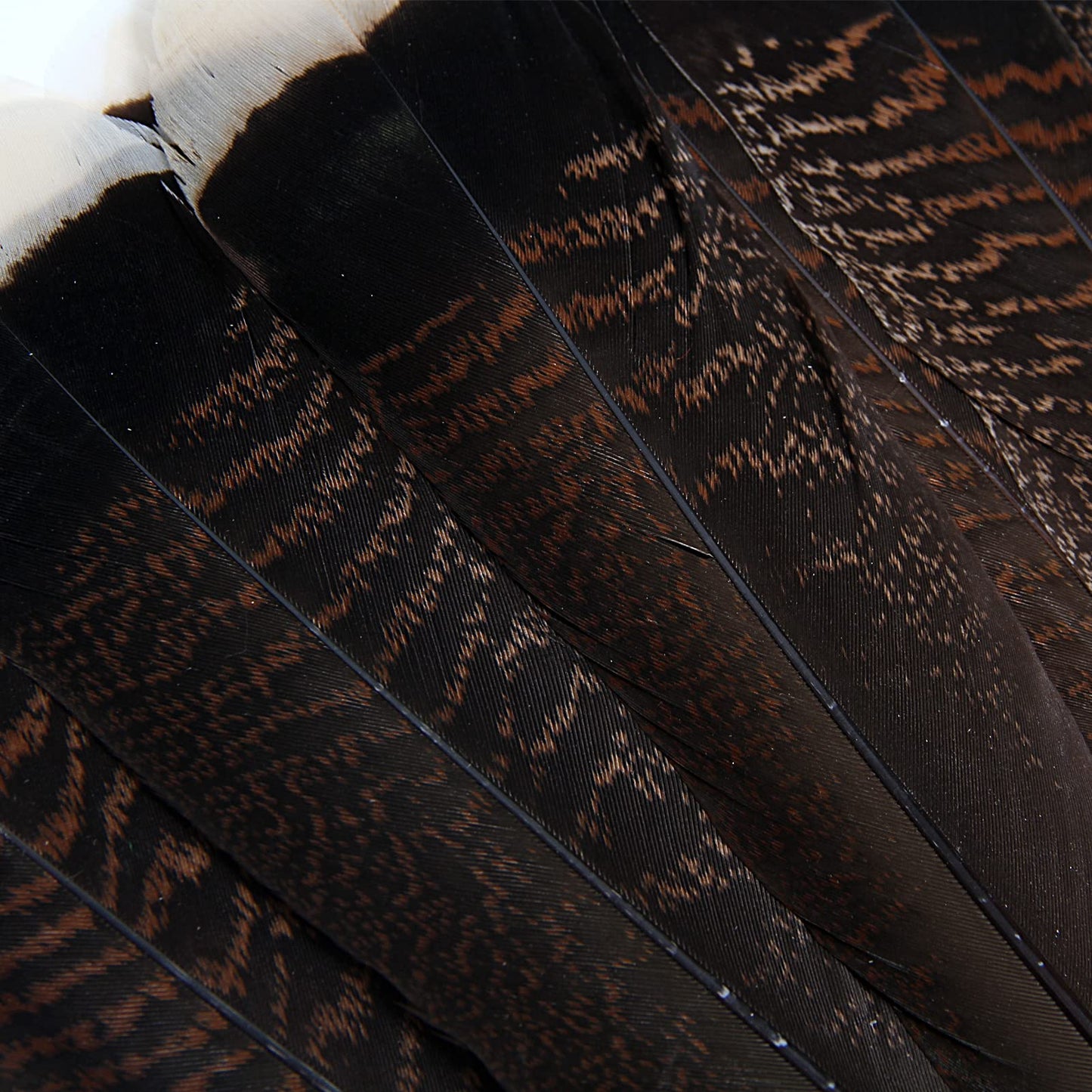 THARAHT 24pcs Natural Wild Turkey Tails Feathers Quill Bulk 10-12inch 25-30cm for DIY Crafts Project Collection Wedding Decoration Wild Turkey Tails Feather