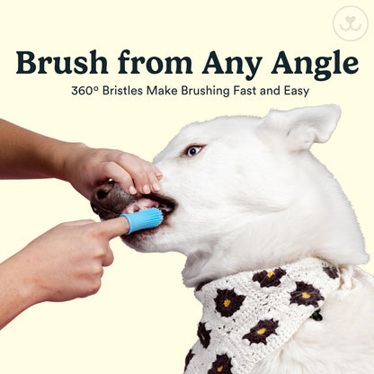 Jasper Dog Toothbrush, 360 Dog Tooth Brushing Kit, Finger Toothbrush, Cat Tooth Brush, Teeth Cleaning, Pet Tooth Brush for Small & Large Pets, Pet Toothpaste Not Included, 2-Pack Blue