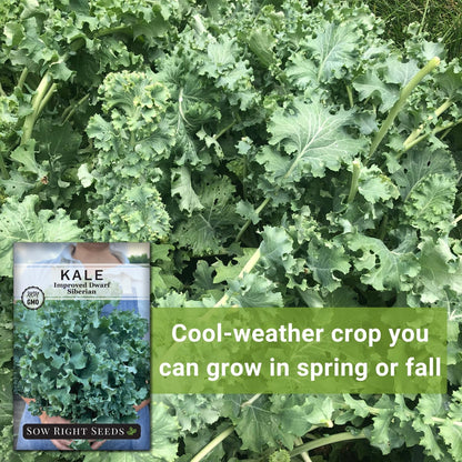 Packet (2) Sow Right Seeds - Dwarf Siberian Improved Kale Seed for Planting - Non-GMO Heirloom with Instructions