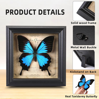 Butterfly Specimen Photo Frame,Real Butterfly Shadow Box. (Heavenly Swallow Butterfly)