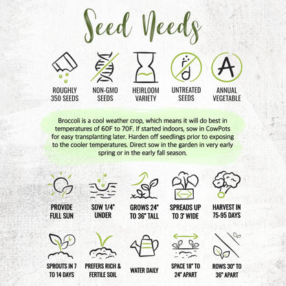 (1 Pack) Seed Needs Cauliflower Seeds for Planting Romanesco Broccoli/Cauliflowers - Non-GMO Heirloom & Untreated