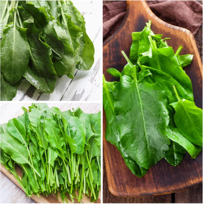 (1 Pack) Seed Needs Large Leaf Sorrel Seeds for Planting - Heirloom Non-GMO & Untreated Medicinal or Culinary Herb