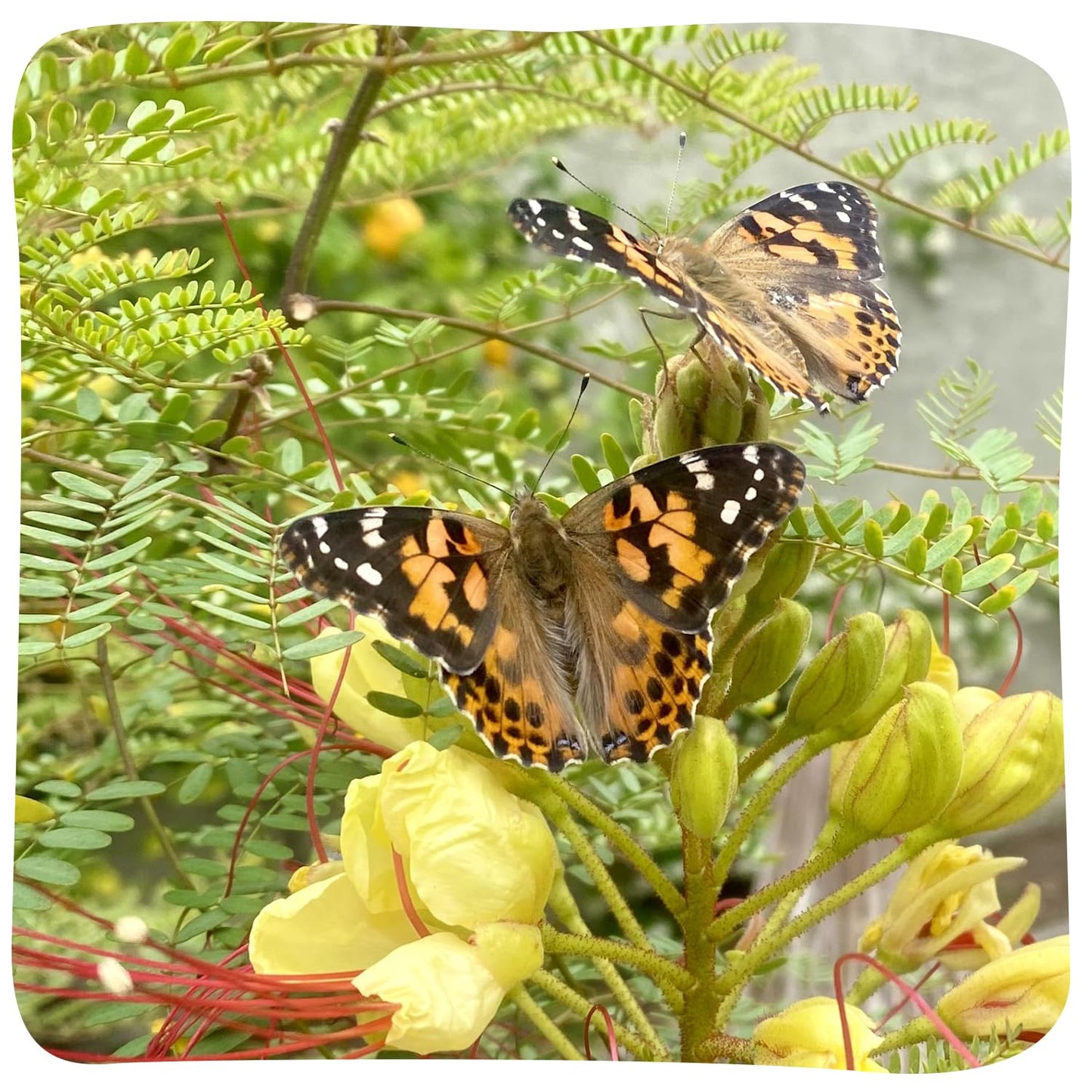 Insect Lore Butterfly Garden - 8" Habitat with 5 Live Baby Caterpillars - Includes Life Cycle Figurines, Stickers, Wind up, Mini Habitat | Birthday or Teacher Gift Set