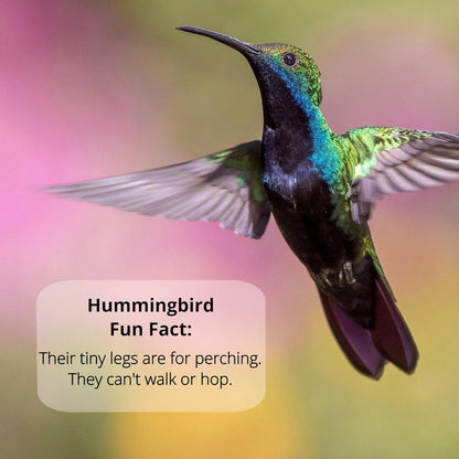 Sapphire Labs Hummingbird Nectar - Naturally Fresh Powder Makes 96 oz | Lasts Longer with Nectar Defender