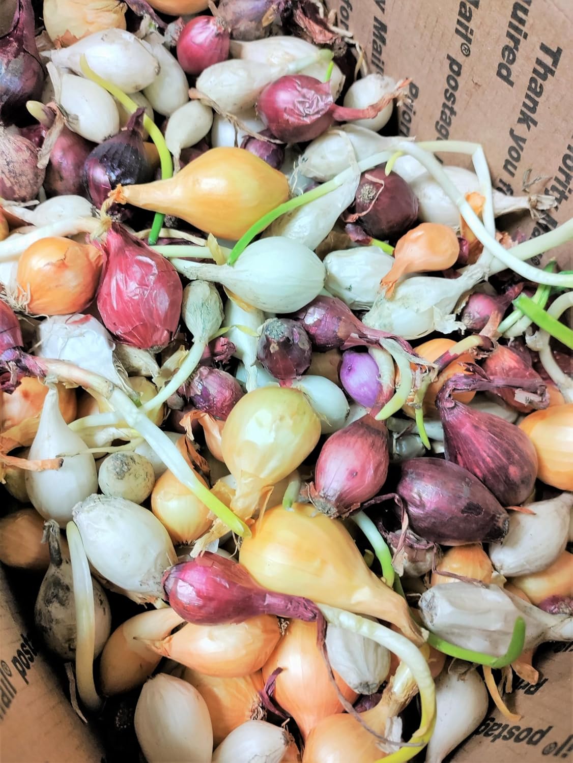 3 Sets (Bulbs) 1 (~100 Sets) 2026 TomorrowSeeds - Colors Mix Onion - Pound - Fresh Crop, Stored Cold, for Planting