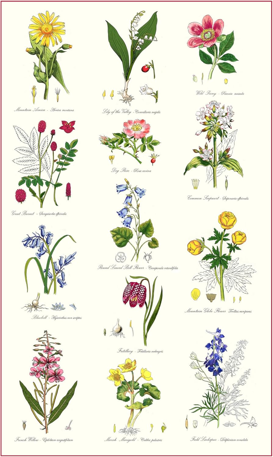 Samuel Lamont Botanic Garden Kitchen/Tea Towel, 100% Cotton, Imported from UK