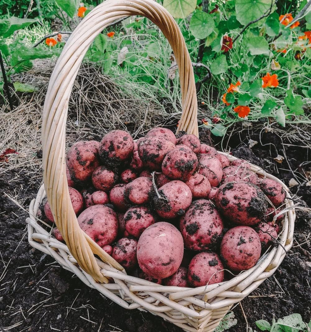 Bulbs 2026-5 TomorrowSeeds - Pontiac Red Seed Potatoes - USDA Certified for Growers Size B NonGMO Potato Tubers Growing