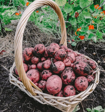 Bulbs 2026-5 TomorrowSeeds - Pontiac Red Seed Potatoes - USDA Certified for Growers Size B NonGMO Potato Tubers Growing