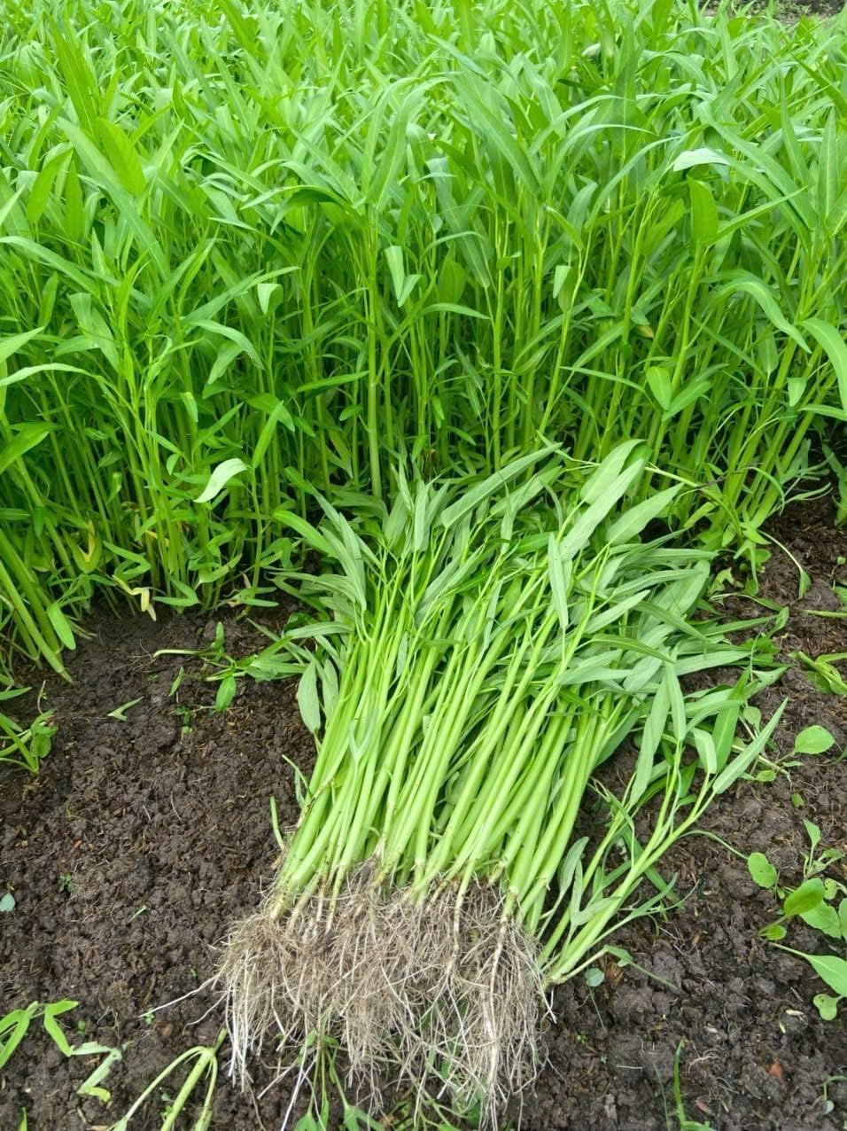 Generic 1000+ Organic Water Spinach Seeds Kangkong, Ong Choy, Rau Muong Heirloom, Non-GMO, USA Grown - Asian Vegetable