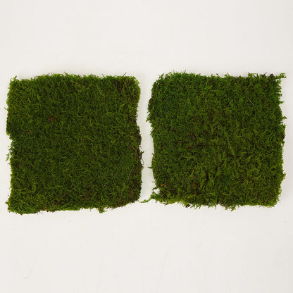 Prefleur Preserved Sheet Moss Natural Green Decorative Real Natural Green DIY Kit Gardenning Art Wall Decor Florist Decor Easter Table Decor Wedding 2 sq.ft.Green-B
