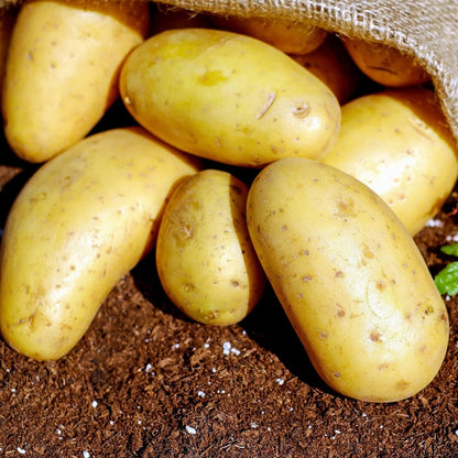 3 2026-1 TomorrowSeeds - Colors Mix Seed Potatoes - USDA Certified for Growers Blue Red Gold Potato Adirondack Pontiac