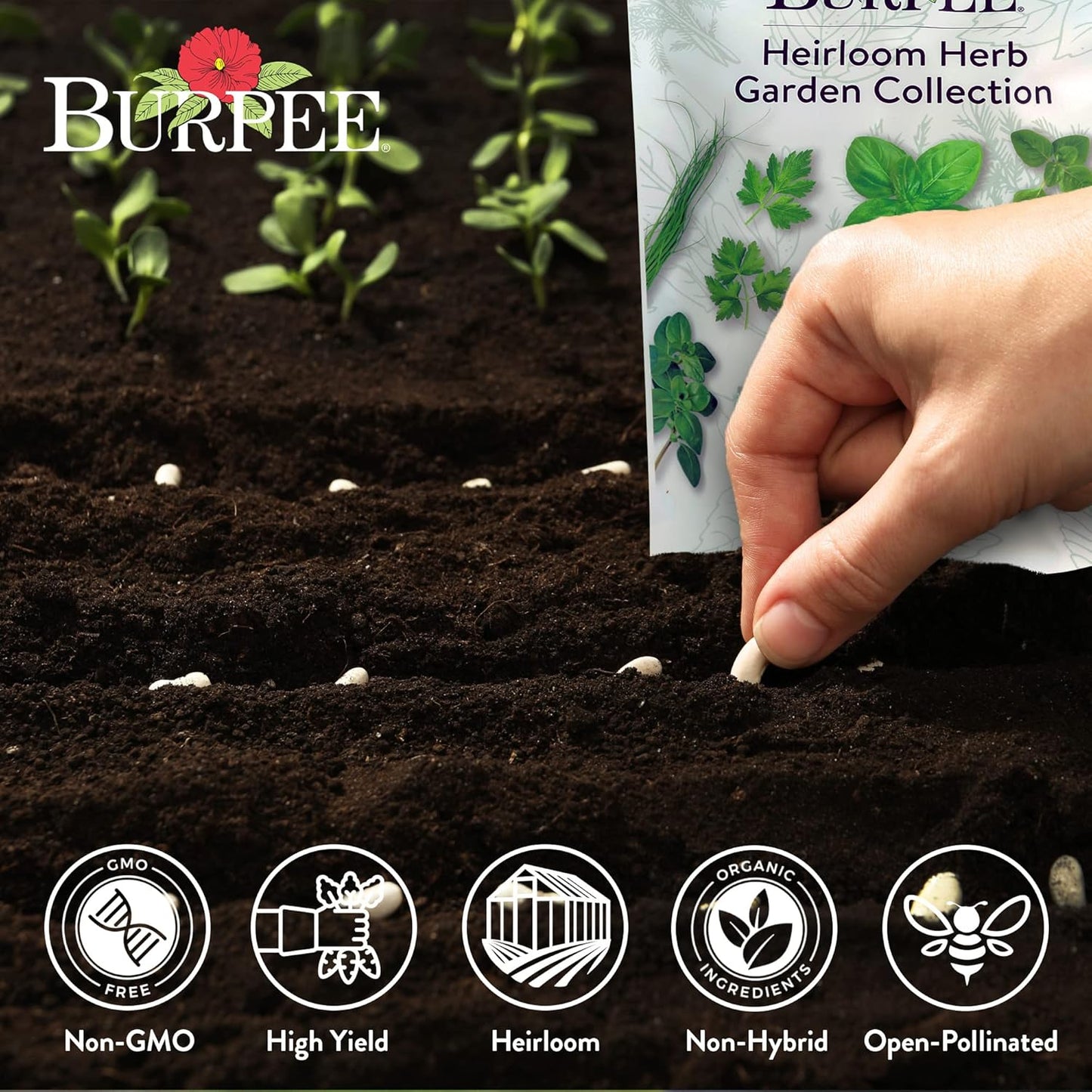 Pack, 16 15,000+ Burpee Heirloom Herb Seeds Variety Non-GMO, Herbs - Seeds with Basil, Chives, Catnip, Chamomile