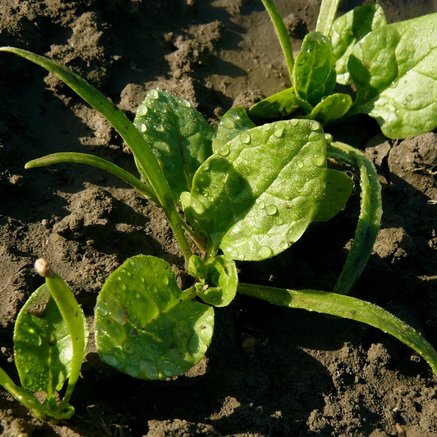 250 (5 Packs) Seed Needs, Giant Noble Spinach Seeds - Heirloom Seeds for Planting Spinacia oleracea - Make Your Own