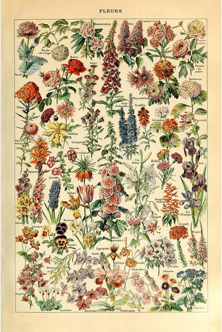 Meishe Art Vintage Poster Print - Flower Floral Botanical Collections Garden Flowers Identification Reference Chart