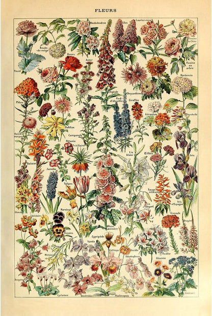 Meishe Art Vintage Poster Print - Flower Floral Botanical Collections Garden Flowers Identification Reference Chart