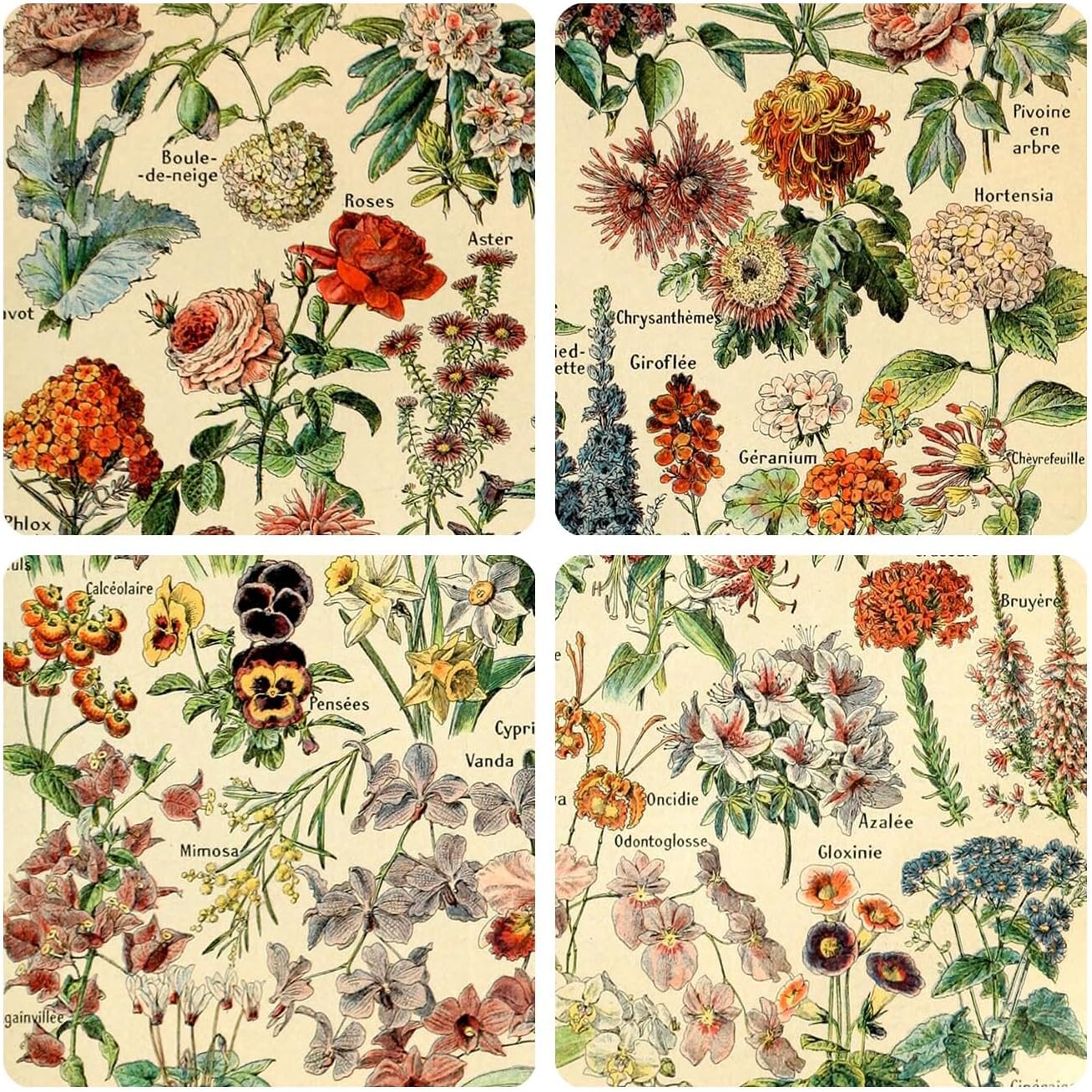 Meishe Art Vintage Poster Print - Flower Floral Botanical Collections Garden Flowers Identification Reference Chart
