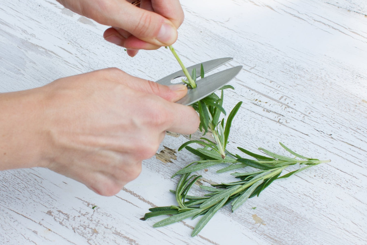Raw Rutes Kale Razor - Kale and Herb Stripping Tool - Made in the USA from Stainless Steel - Perfect for removing stems from Herbs & Kale