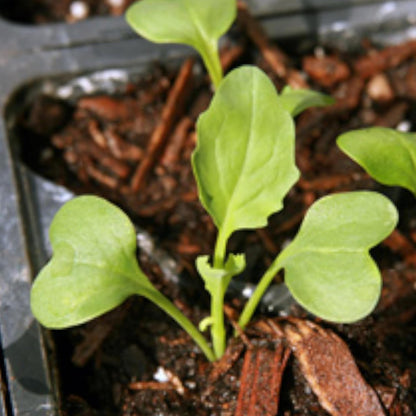 5 Packs) Seed Needs Cauliflower Seeds for Planting Romanesco Broccoli/Cauliflowers - Non-GMO Heirloom & Untreated