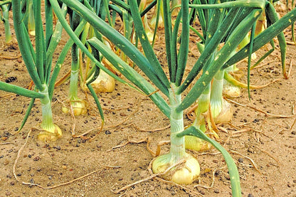 KVITER 110/170 rsc2a1r (200+ Vidalia Sweet Onion Seeds Organic Non-GMO Days Spring/Fall Garden Seeds)