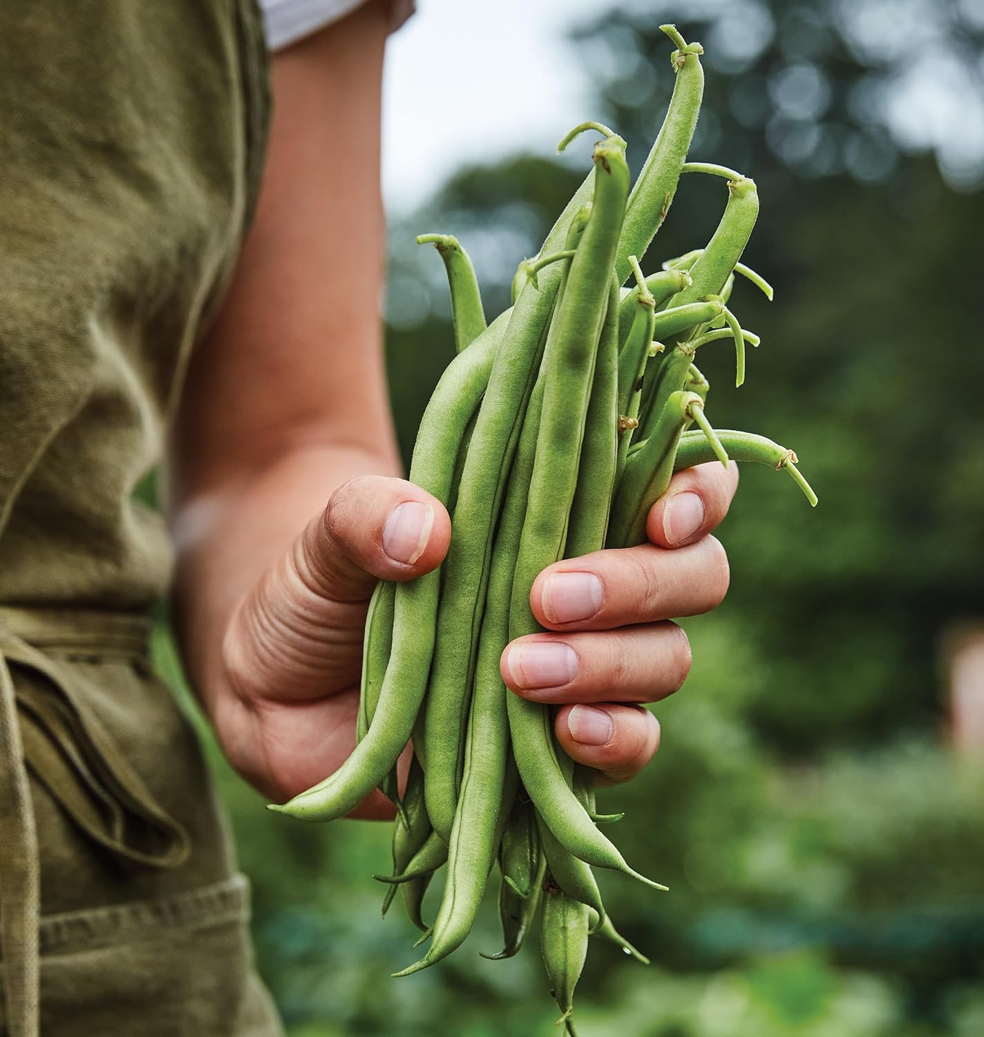 274 2 Burpee Blue Lake Bush Bean Seeds ounces of seed
