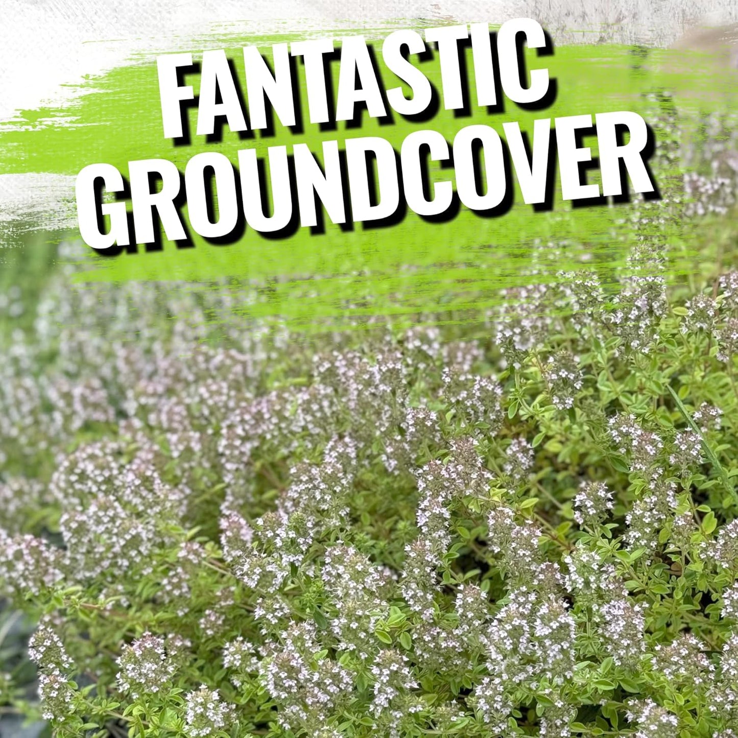 5,000 (1 Pack) Seed Needs, Mother of Thyme Creeping Thyme Seeds Seeds for Planting Thymus serpyllum - Perennial Flowers