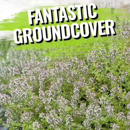 5,000 (1 Pack) Seed Needs, Mother of Thyme Creeping Thyme Seeds Seeds for Planting Thymus serpyllum - Perennial Flowers