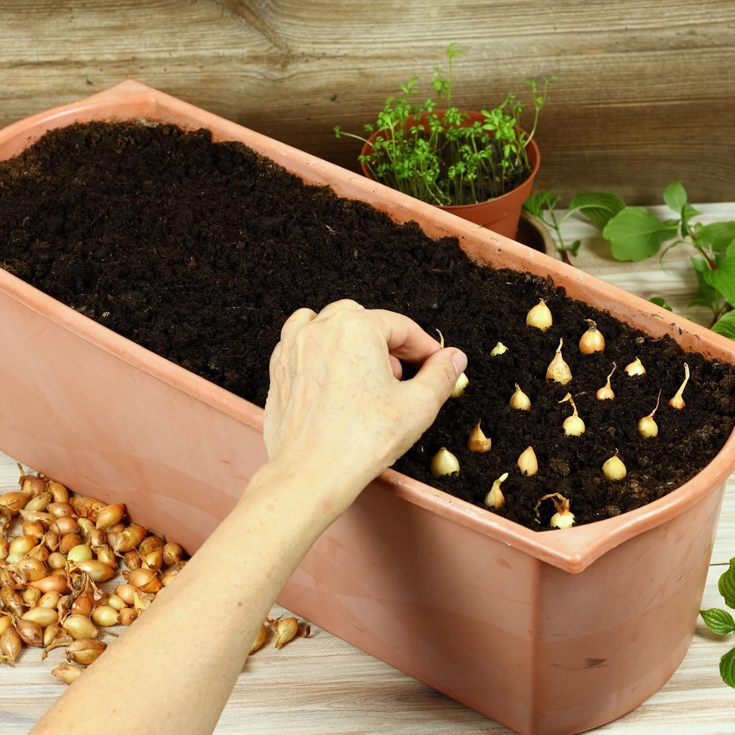 Sets, 8 oz, Bulbs, 50-60 Count Red Baron Red Onion Non-GMO Stargazer Perennials
