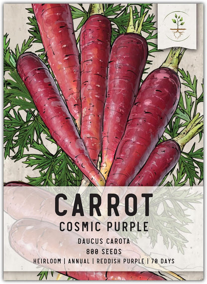 (1 Pack) Seed Needs Carrot Seeds for Planting Cosmic Purple Carrots - Non-GMO Heirloom & Untreated Vegetable Seed