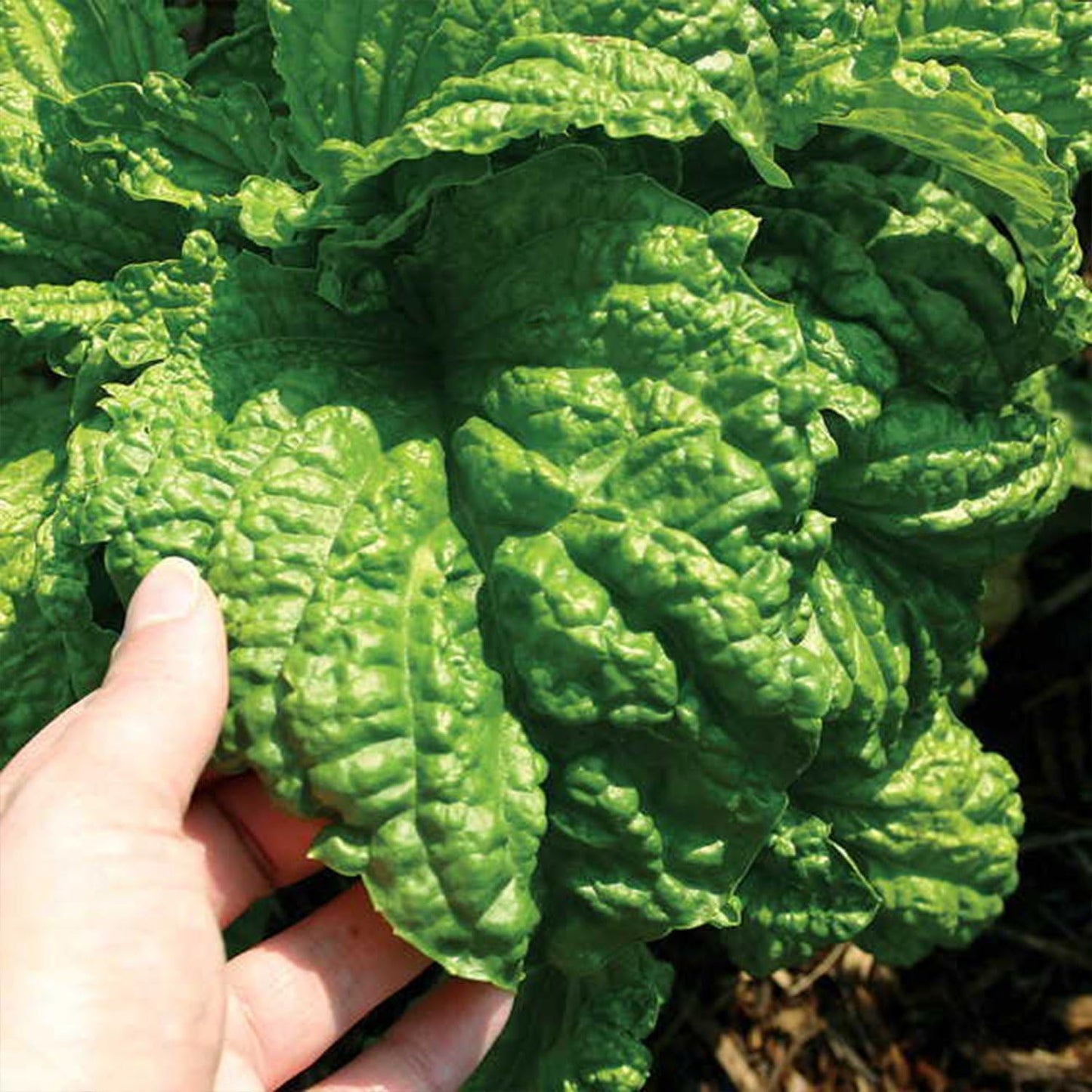 Packet 30 Palm Beach Medicinal Herbs - Lettuce Leaf Basil (Ocimum basilicum) - of Seeds