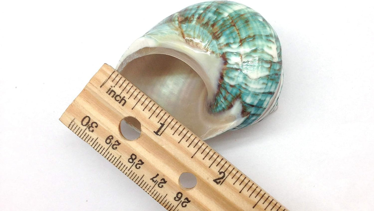 PEPPERLONELY 2 2-1/2 Inch 3 Inch PC Natural Large Hermit Crab Shells, Banded Green Blue Gade Turbo, ~