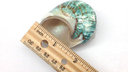 PEPPERLONELY 2 2-1/2 Inch 3 Inch PC Natural Large Hermit Crab Shells, Banded Green Blue Gade Turbo, ~
