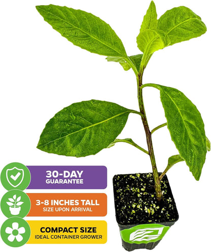 Longevity Spinach Live Plant - Gynura procumbens - Wellspring Gardens Nutrient-Rich Live Vegetable Plants - Vibrant