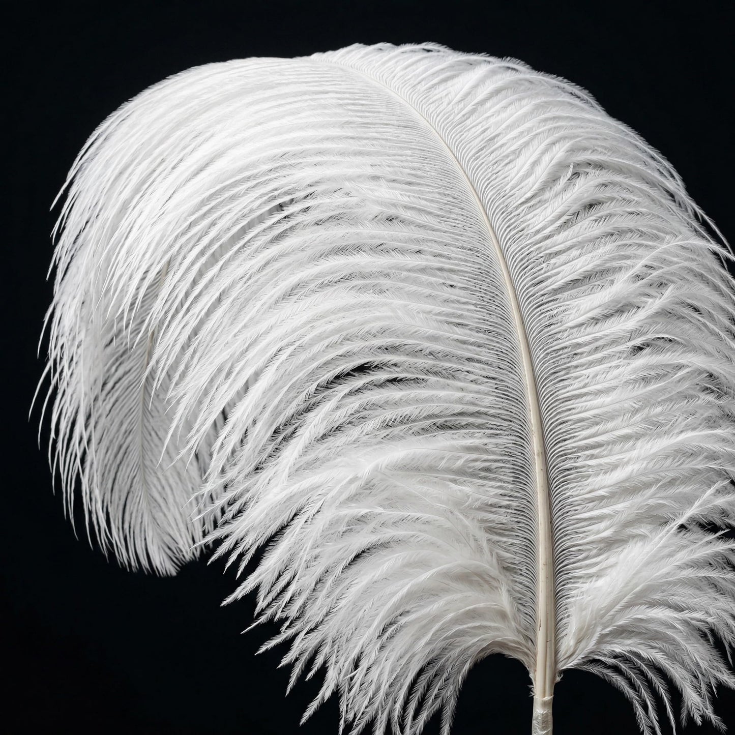 Lamar 10 Pcs XXL White Ostrich Feathers 20-22 Inch Large Ostrich Feathers with Thick Pole, Voluminous, High-Luster Perfect for Weddings, Centerpieces, DIY Decor, Photography