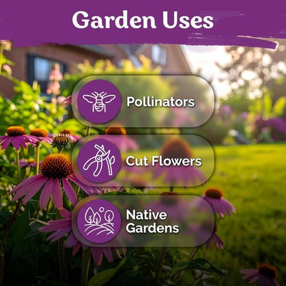 KVITER 550 Purple Coneflower Seeds - Echinacea Purpurea Herb Flower Seeds for Medicinal Gardens | Wildflower Pollinator Pack