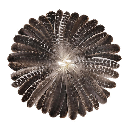 Natural Turkey Feathers, 30pcs 8-11 inch (20-27cm) Bulk Feathers for DIY Jewelry Hat Wedding Home Party Dream Catcher Supplies
