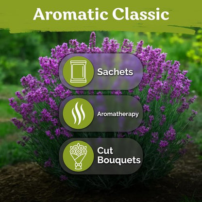 KVITER English Lavender Seeds - Heirloom Non-GMO Lavender (Lavandula Angustifolia) for Indoor & Outdoor Gardens | Organic Flower Seeds
