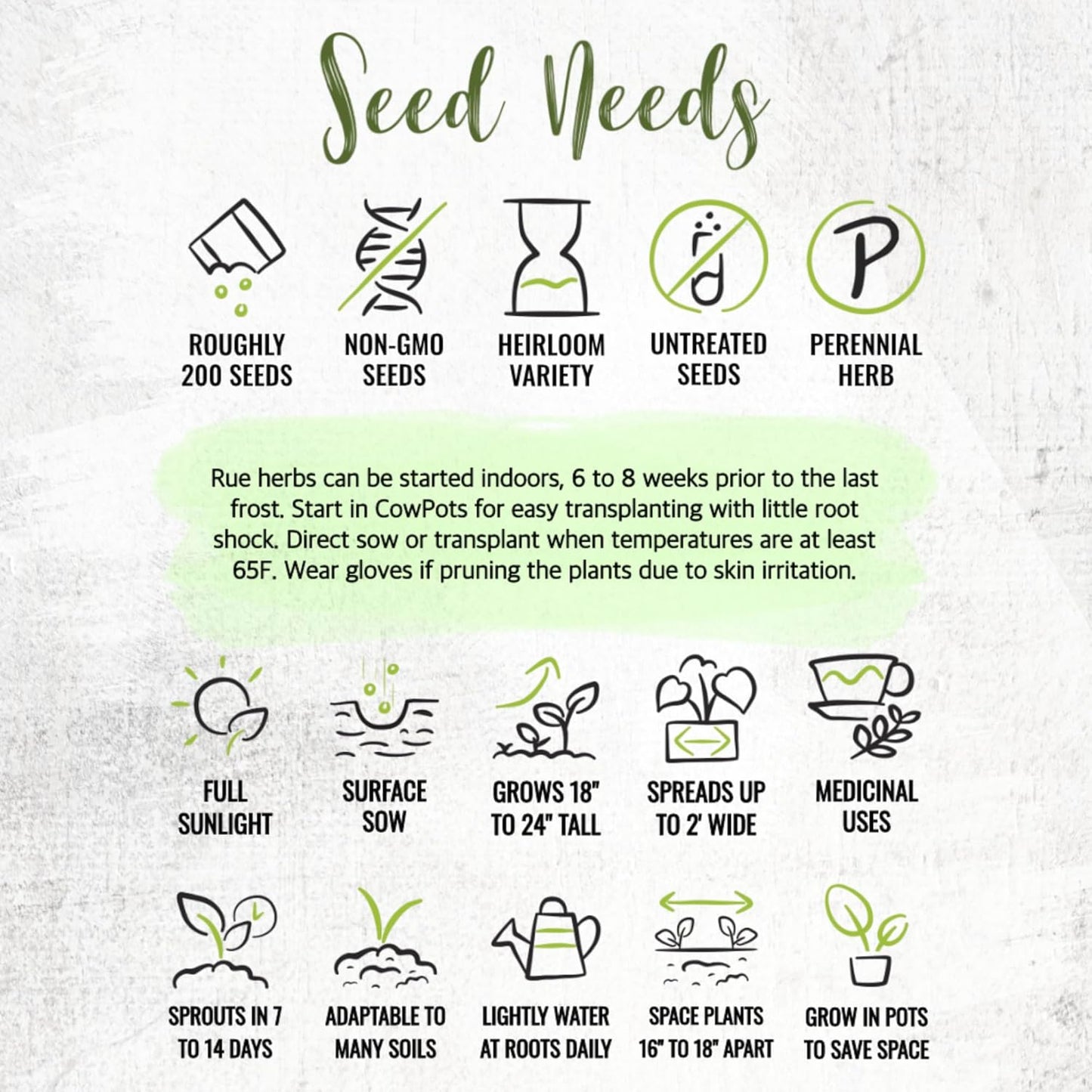 (1 Pack) Seed Needs Rue Seeds for Planting - Non-GMO Heirloom & Untreated Perennial Herb Seed to Plant a Home Grown