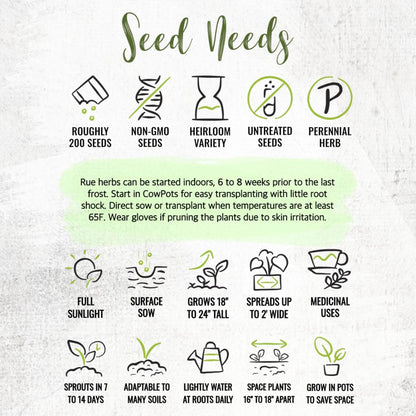 (1 Pack) Seed Needs Rue Seeds for Planting - Non-GMO Heirloom & Untreated Perennial Herb Seed to Plant a Home Grown