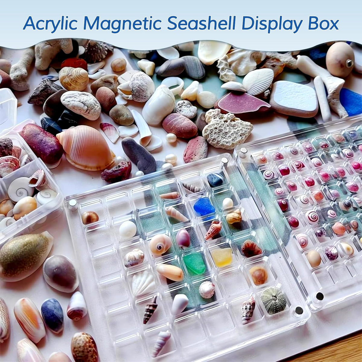 Acrylic Magnetic Seashell Display Box, Decorative Storage Case for Seashells, Trinkets, and Small Craft Organizers