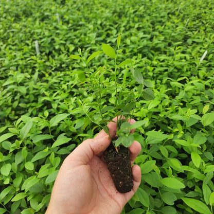 (4 Pack) Pink Lemonade Blueberry Bushes Live Plants for Planting, Unique Pink Berries, Sweet Flavor, High-Yielding