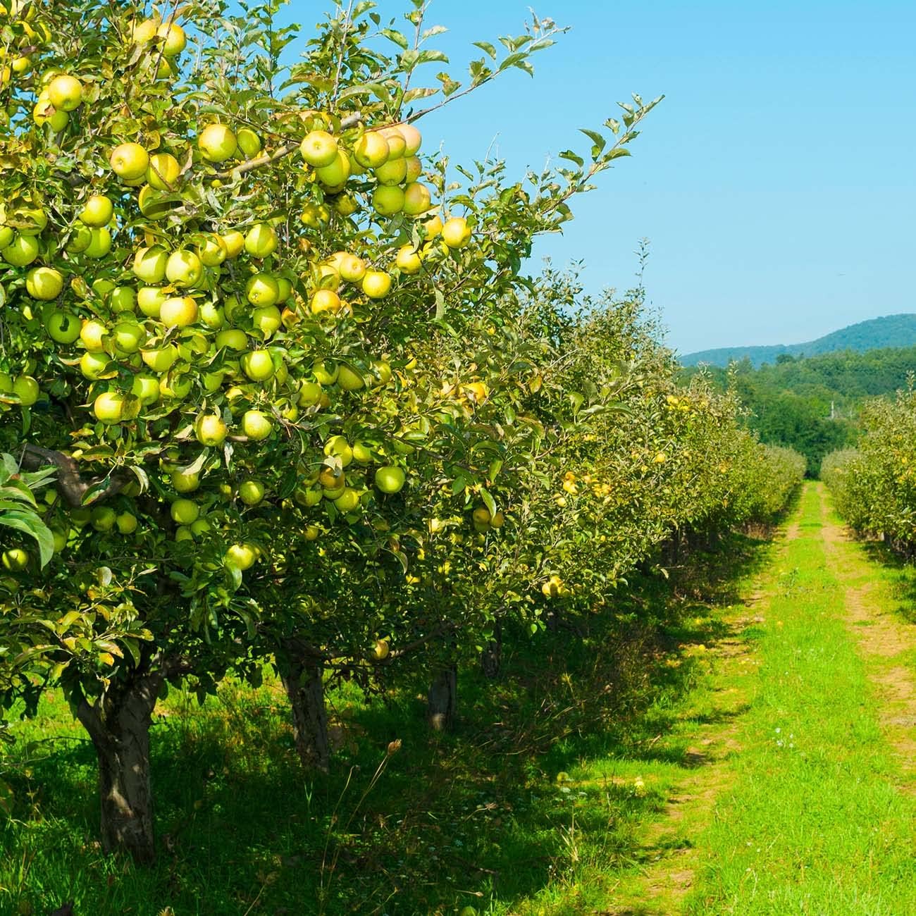 1 Perfect Plants Golden Delicious Apple Tree Gallon | Live Fruit Trees for Outdoor Planting | Self Fertile & Easy