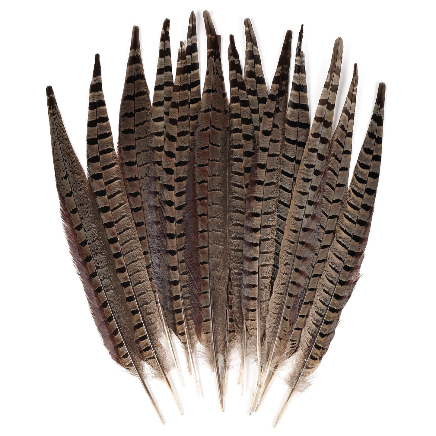 MAOFENG 12pcs Natural Feathers Male Ringneck Pheasant Tails Feathers 16-18inch 40-45cm for Crafts Wedding Party Performance Home DIY Decoration,Male Pheasant Feathers