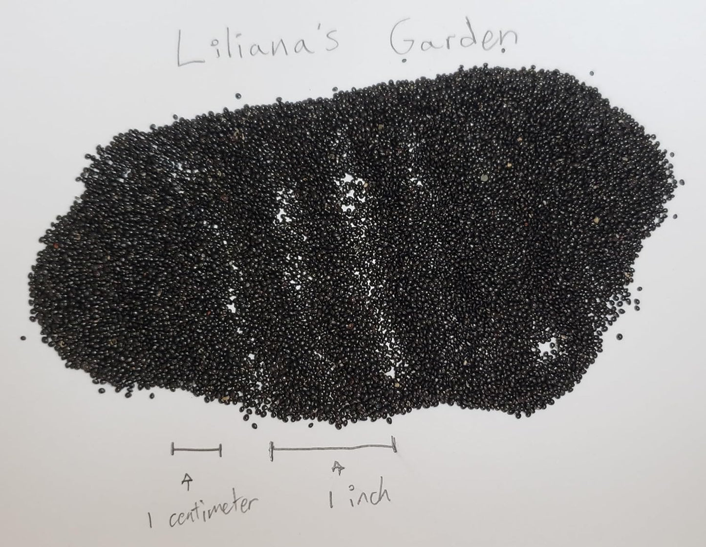 Liliana's Garden Green Leaf Amaranth Seeds Mild Chinese Spinach aka Xian Cai Amaranthus mangostanus Lu Hsien | Never