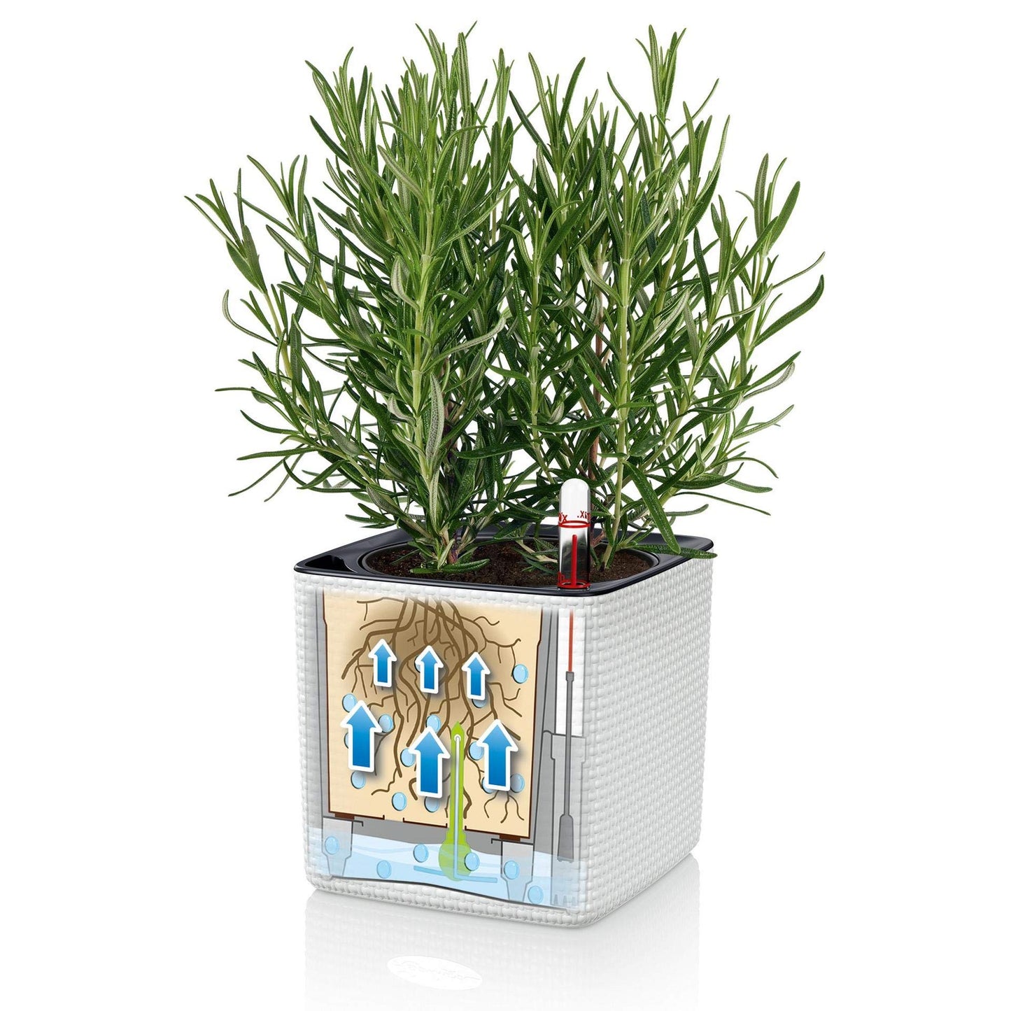 Lechuza Cube Color 16 Self Watering Plant Pot, White, 17 cm Diameterx 17 cm Width x 16 cm Height