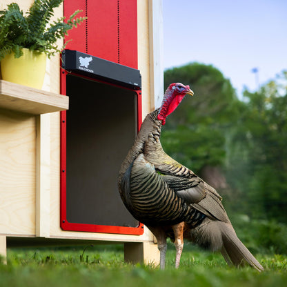 RUN-CHICKEN Door Giant – Large Automatic Poultry Coop Door for Ducks & Turkeys, Not for Chickens, Battery Powered/Solar Compatible, Heavy-Duty Aluminum, Predator Proof, Easy Install (Red)