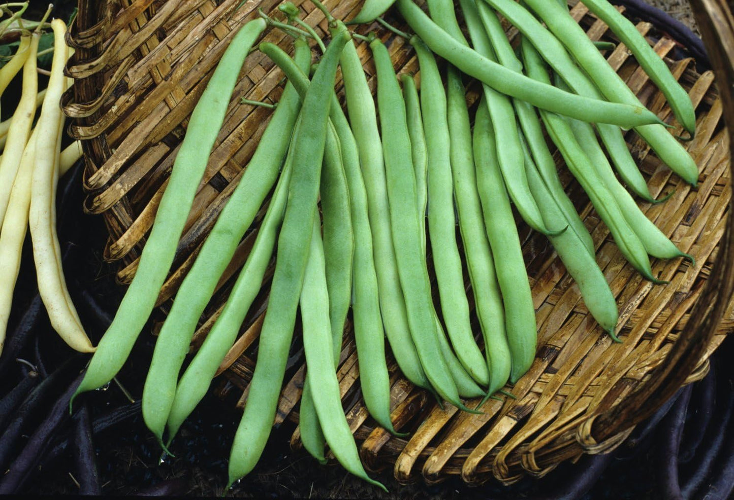 (1 LB) Dirt Goddess Super Seeds ~ Provider Bush Bean Seeds Bulk Non GMO